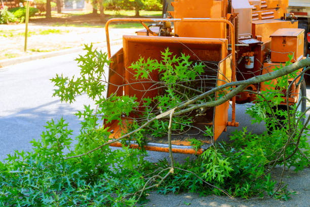 Reliable Princeton, MN Tree Service Solutions